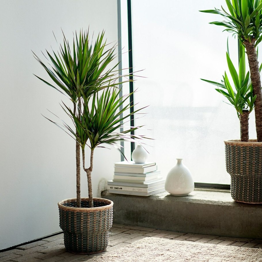 Драцена окаймленная (Dracaena marginata.)