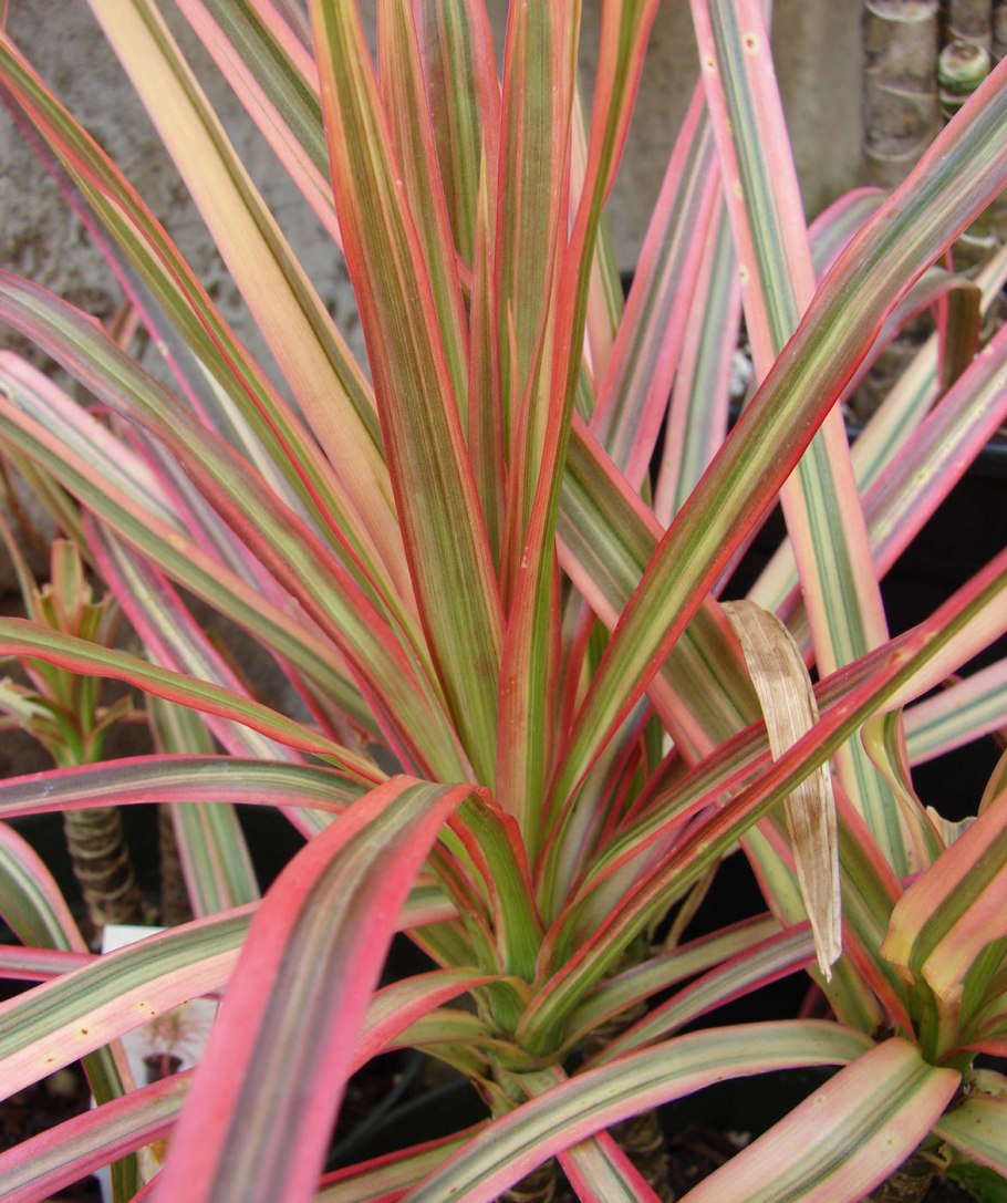 Драцена окаймлённая Маргината