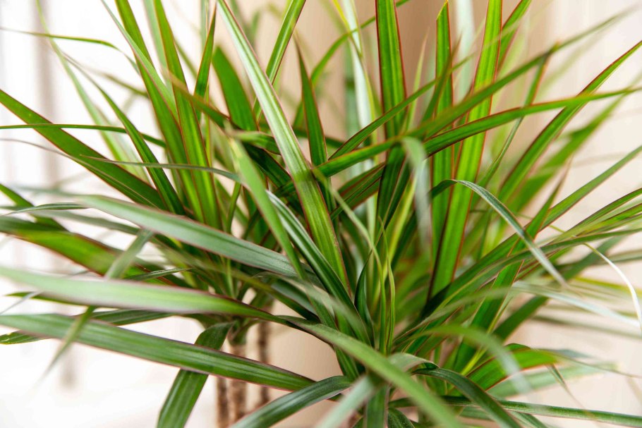 Драцена окаймленная (Dracaena marginata.)