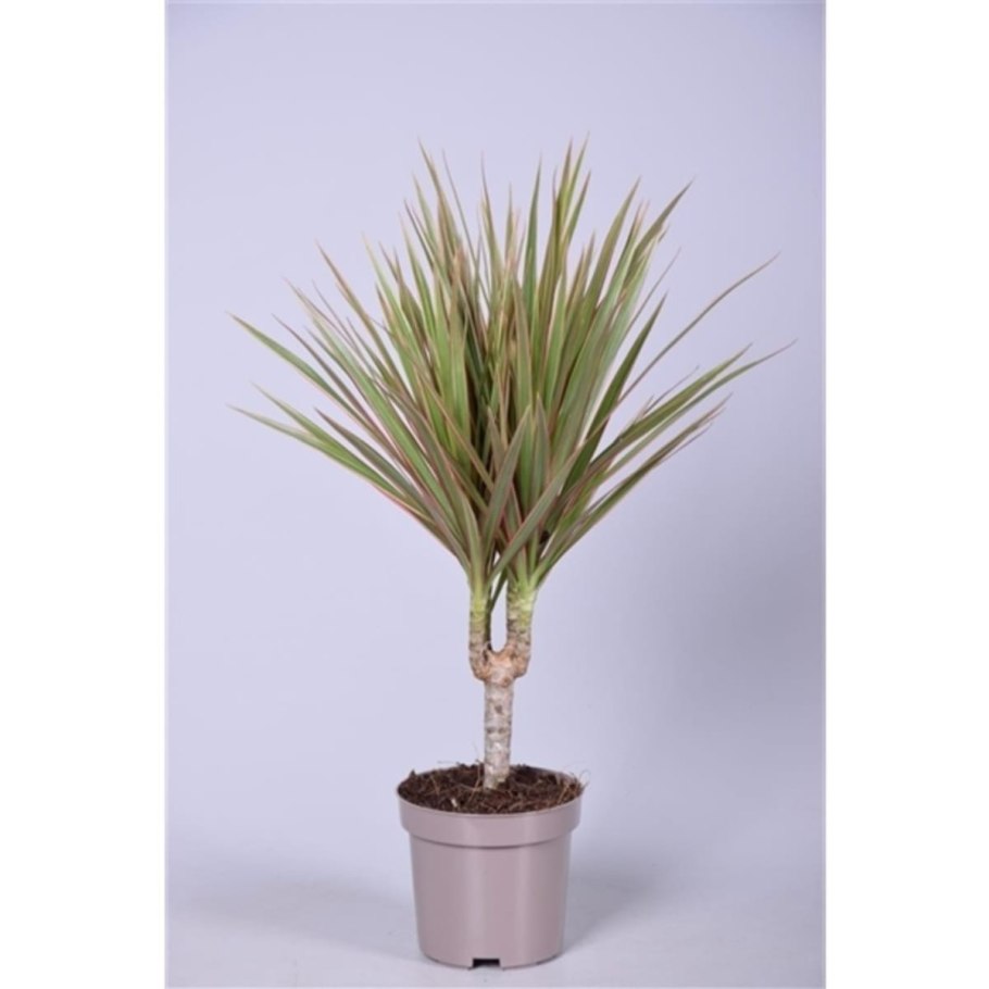 Драцена маргината биколор