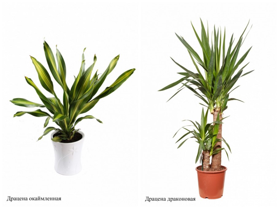 Драцена драко
