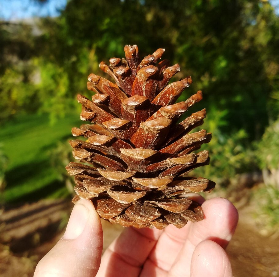 Pinus Sylvestris шишки