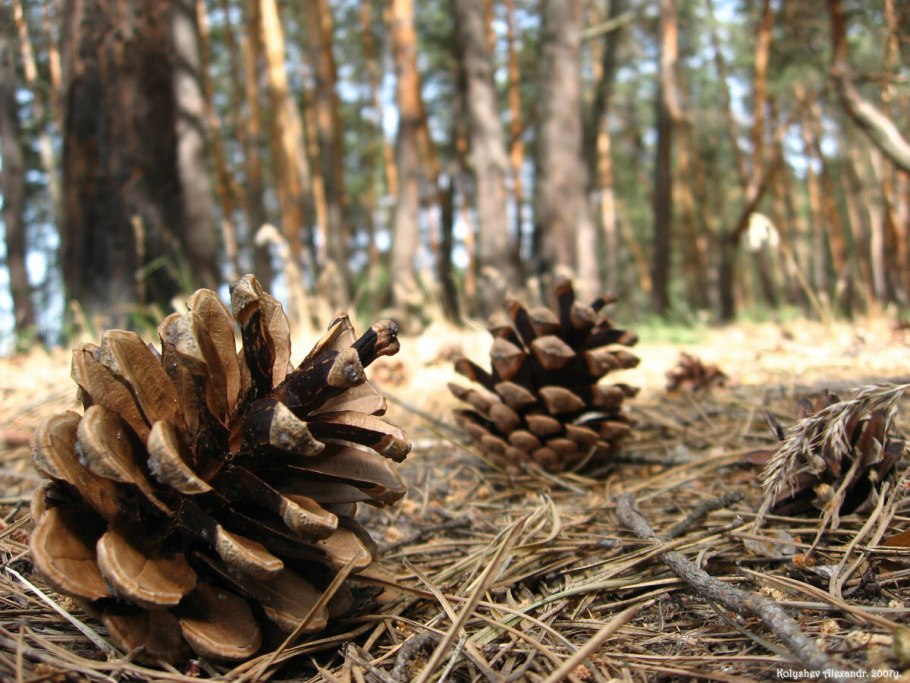 Pinus pinea шишка