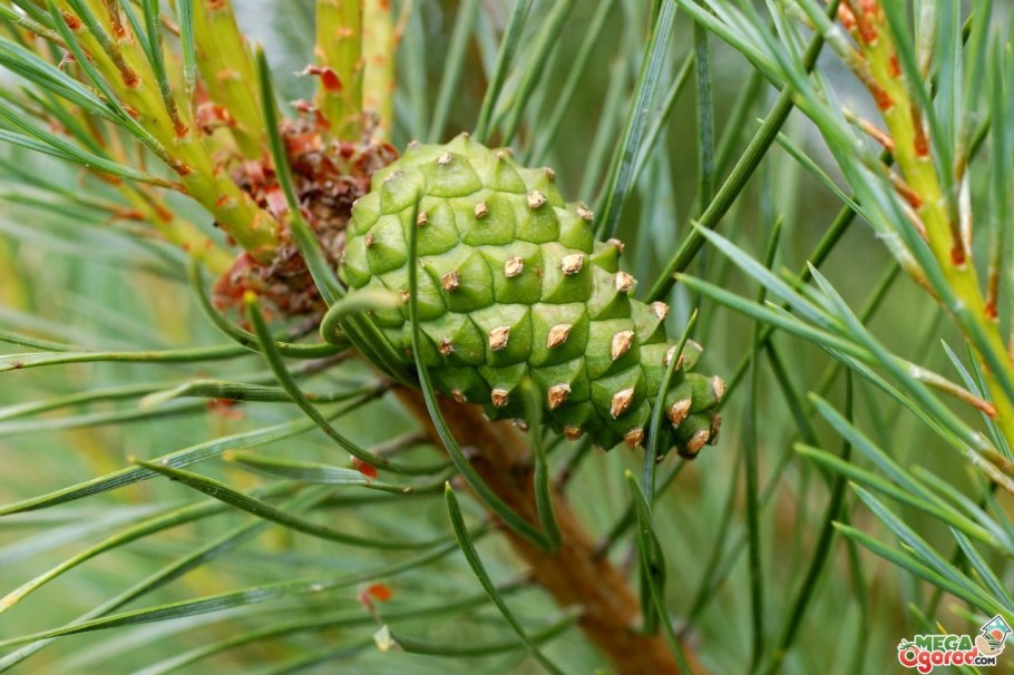 Сосна Пиния шишки
