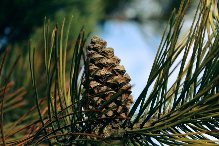 Pinus Sylvestris шишки