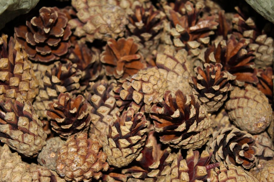 Pinus lambertiana Cones