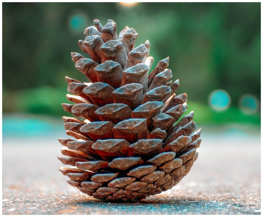 Сосна Крымская шишки