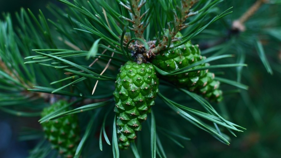 Pinus Sylvestris шишки