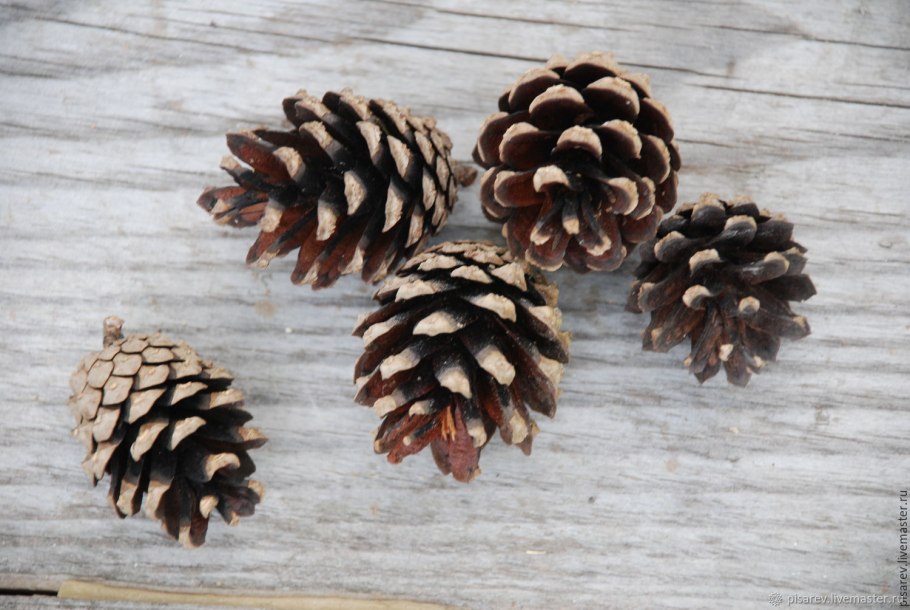 Сосна пиния шишки