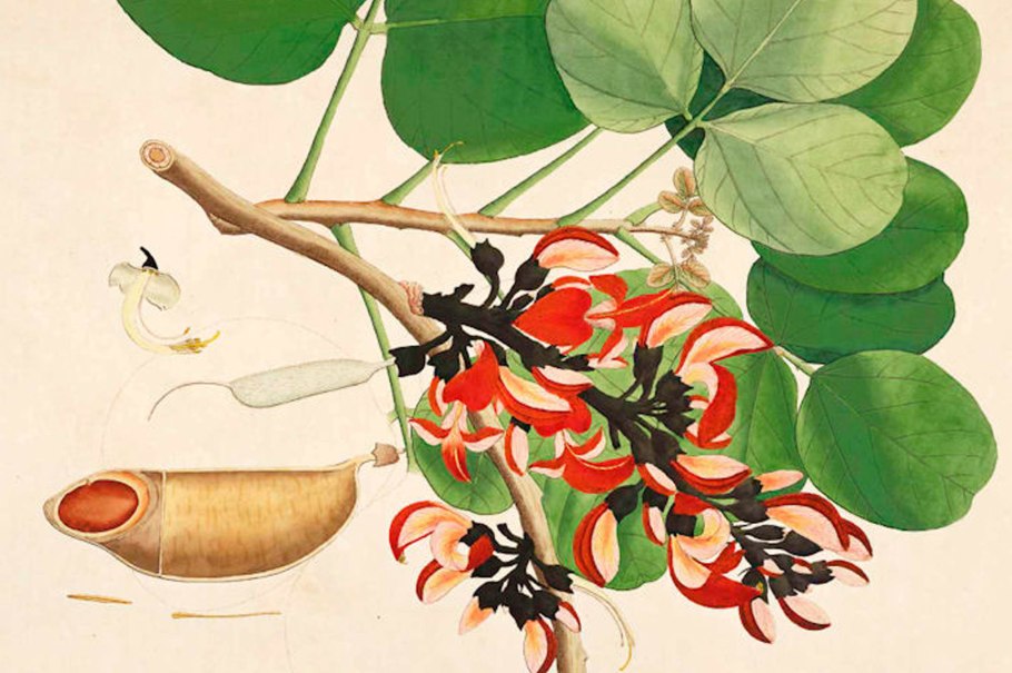 Бутея односемянная