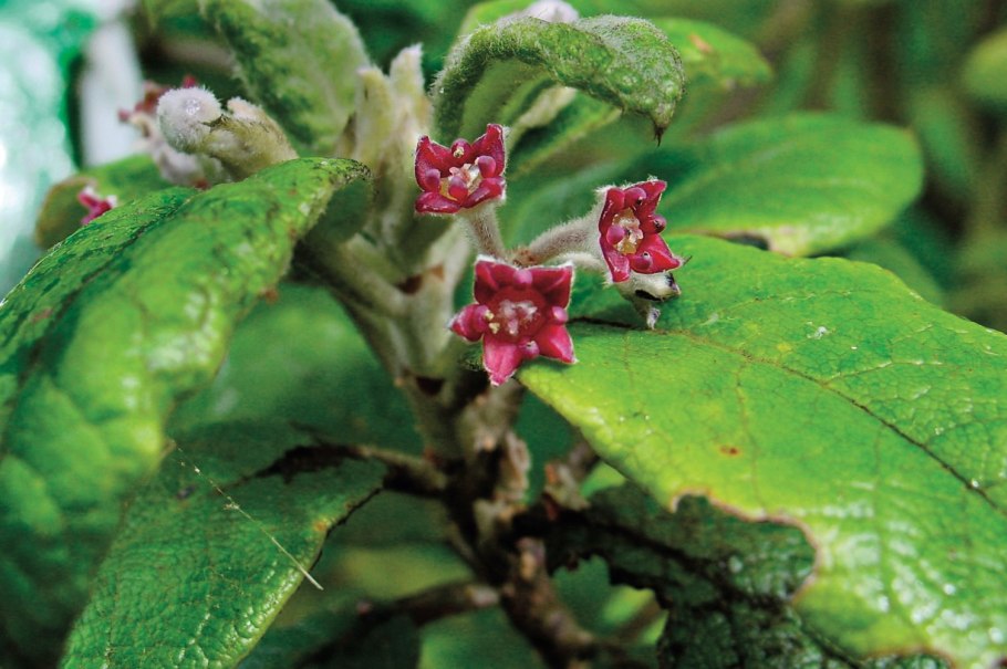 Bemisia tabaci Euphorbia pulcherrima