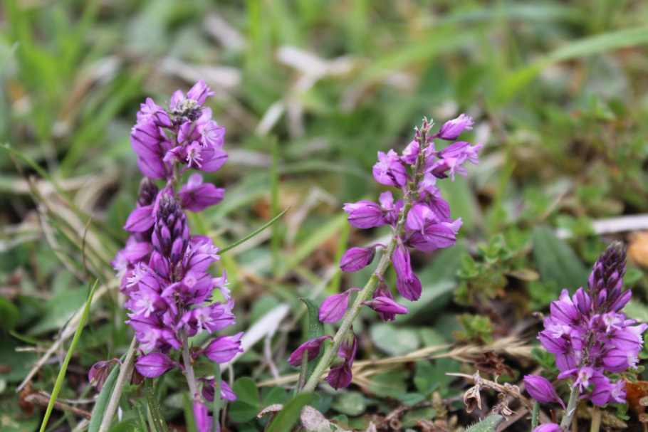 Стреблориза исчезнувшее растение