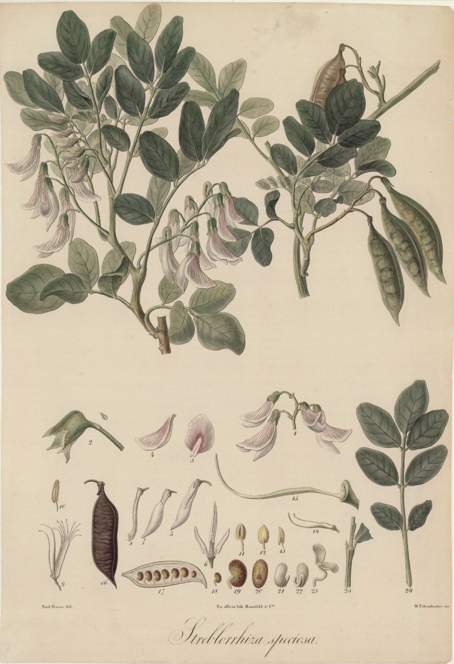 Streblorrhiza speciosa