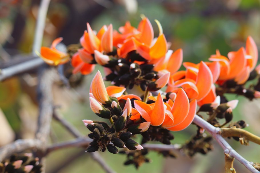 Butea superba растение