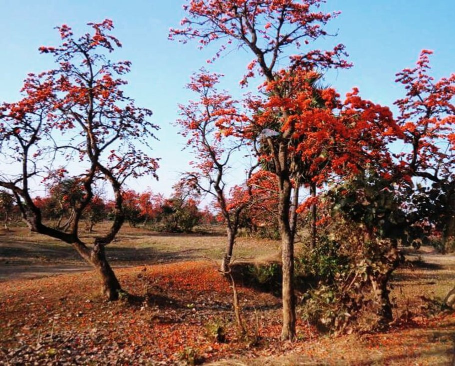 Сферофиза солончаковая