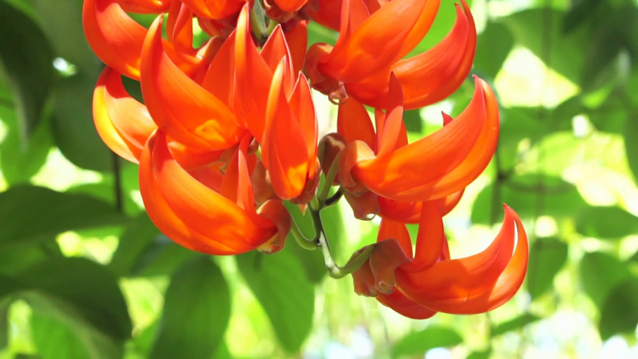 Butea monosperma Seeds