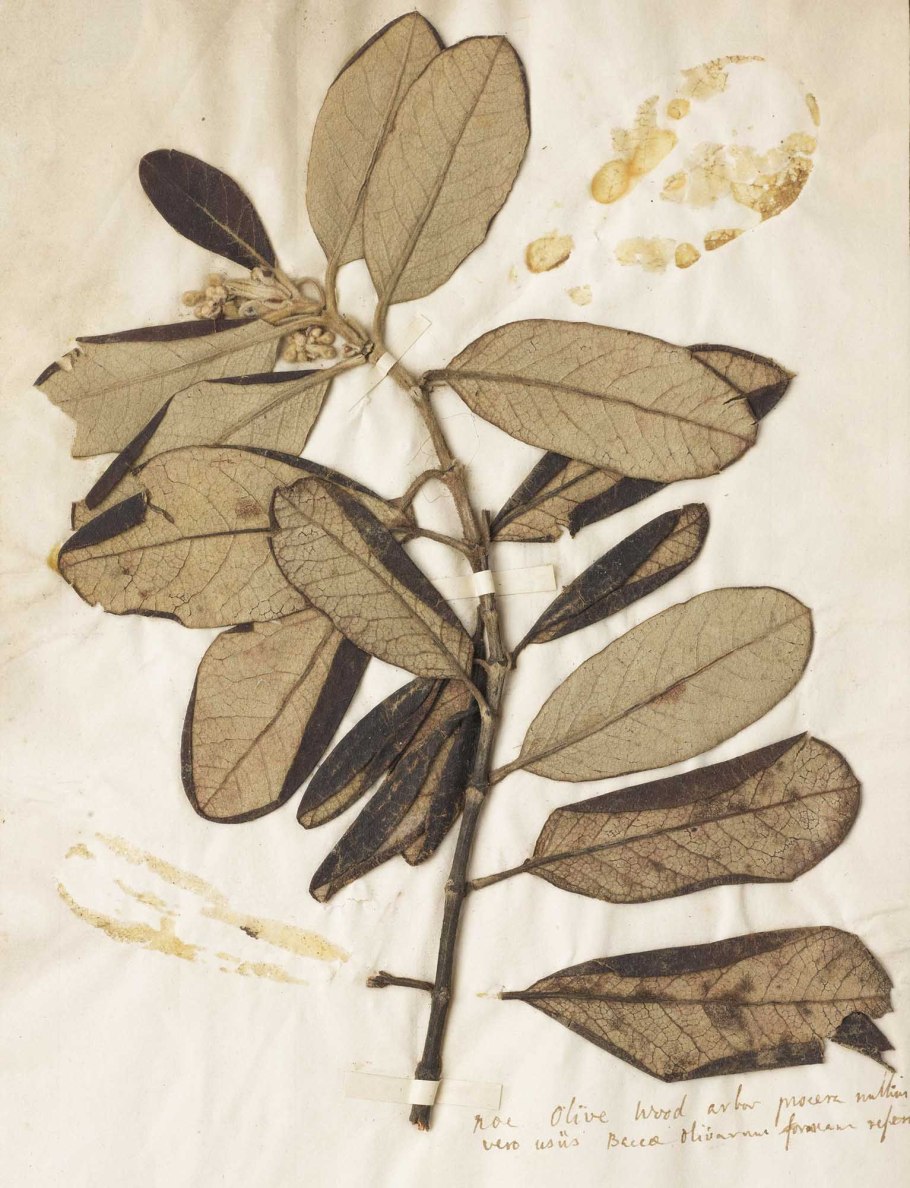 Стреблориза прекрасная