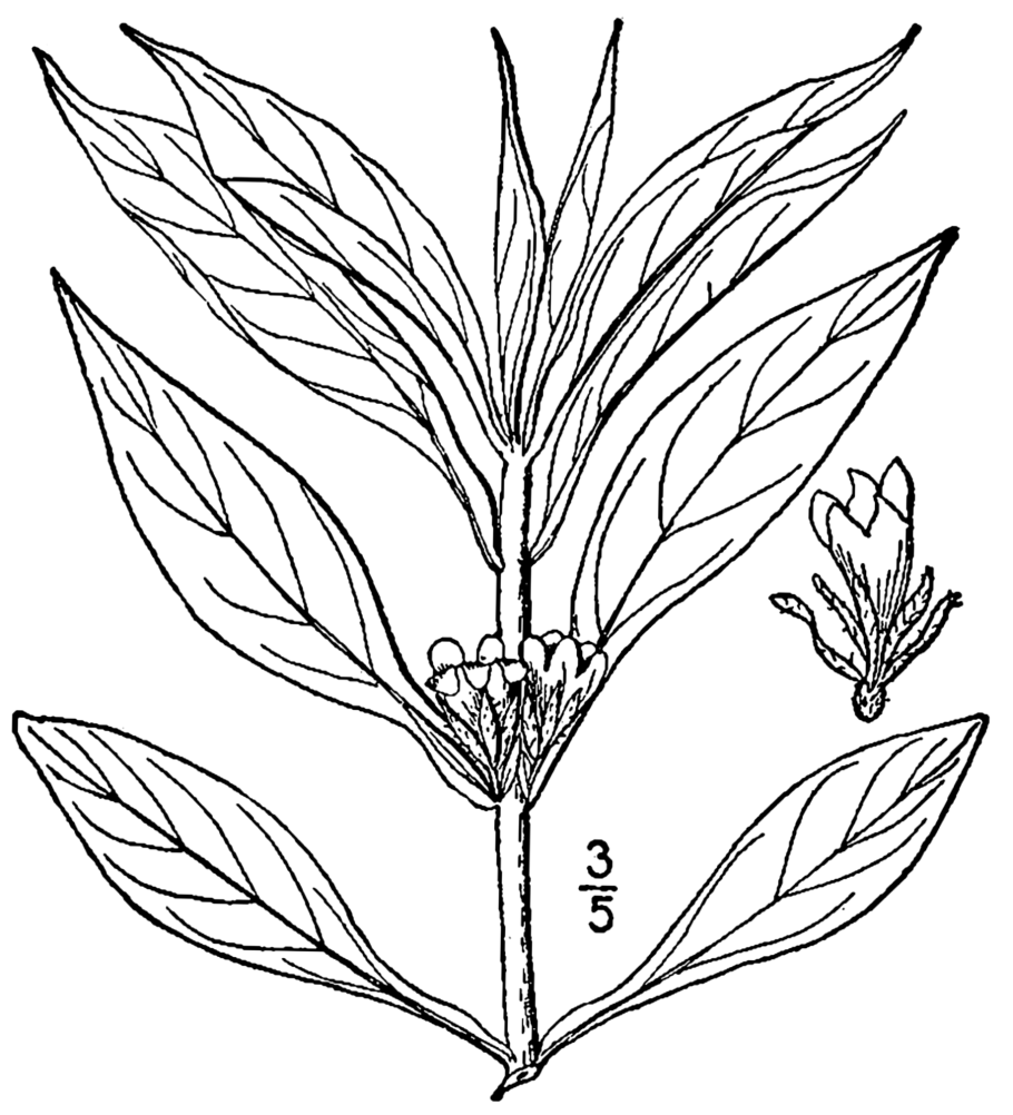 Triosteum himalayanum
