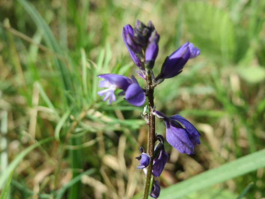 Butea superba растение