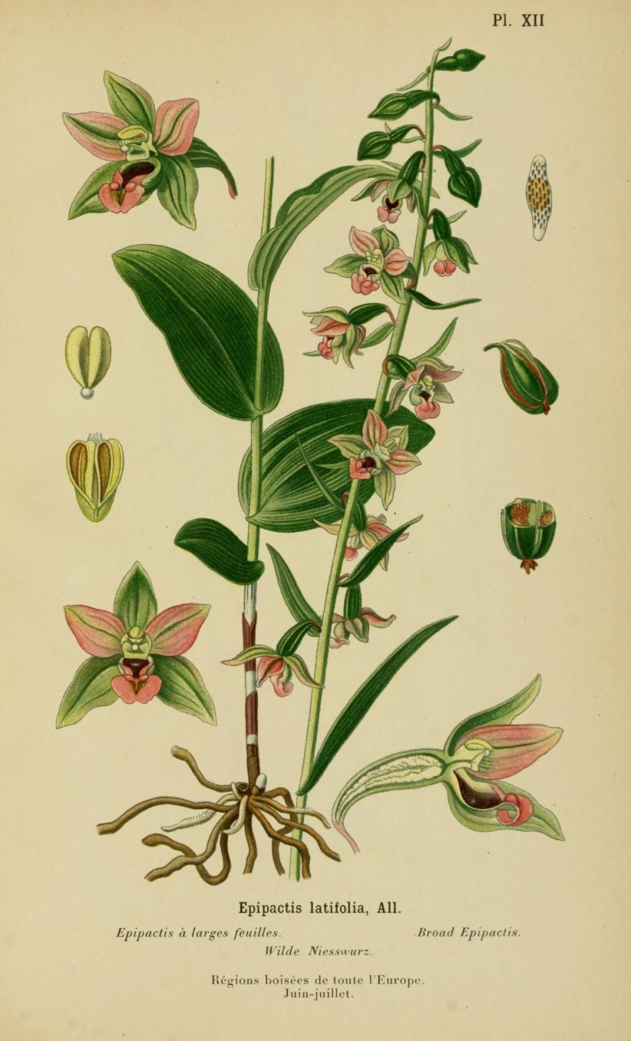 Цветок цветет в ноябре оранжевого цвета