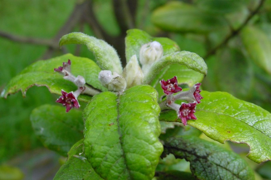 Бутеа дерево