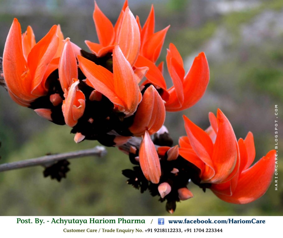 Бу́тея односемя́нная