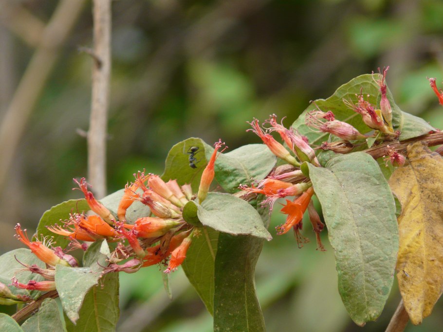 Дремлик болотный плод