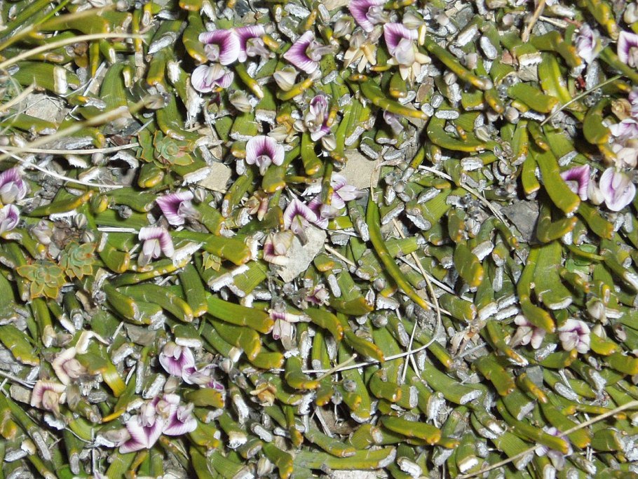 Стреблориза фото