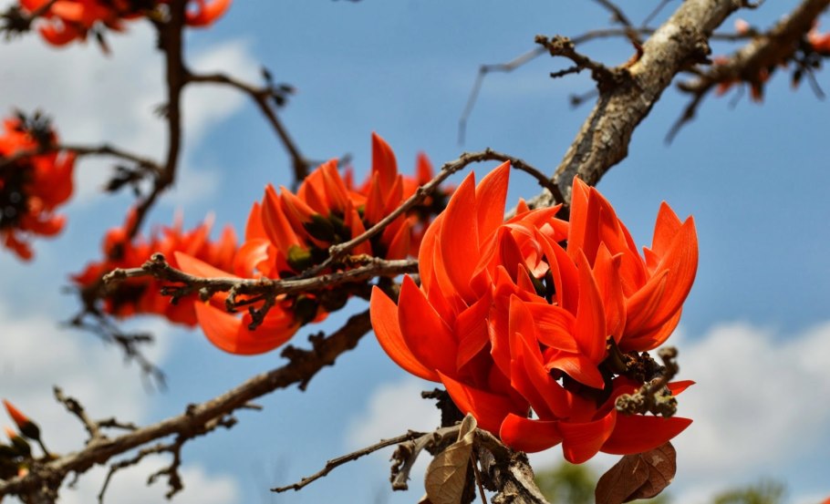 Делоникс Королевский плоды