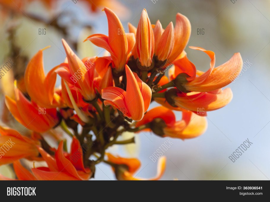 Семена огня