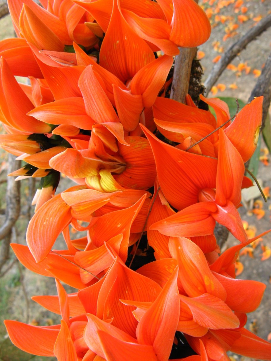 Бутеа дерево