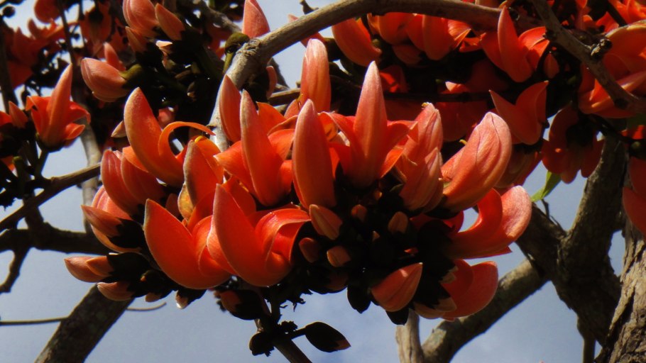 Дерево Дхак