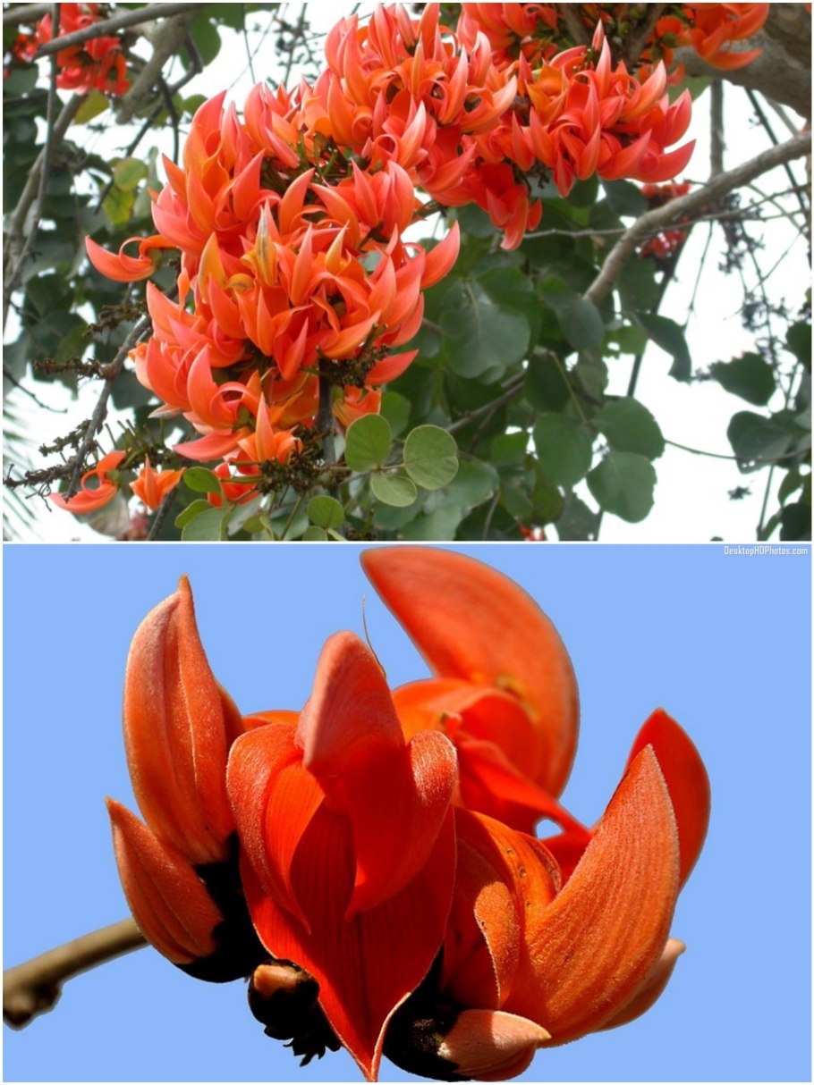 Бу́тея односемя́нная