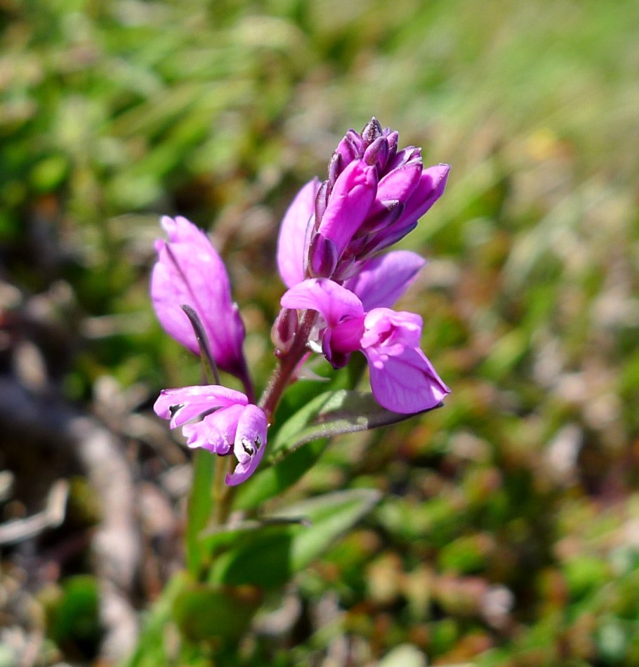 Истод хохлатый - Polygala comosa Schkuhr