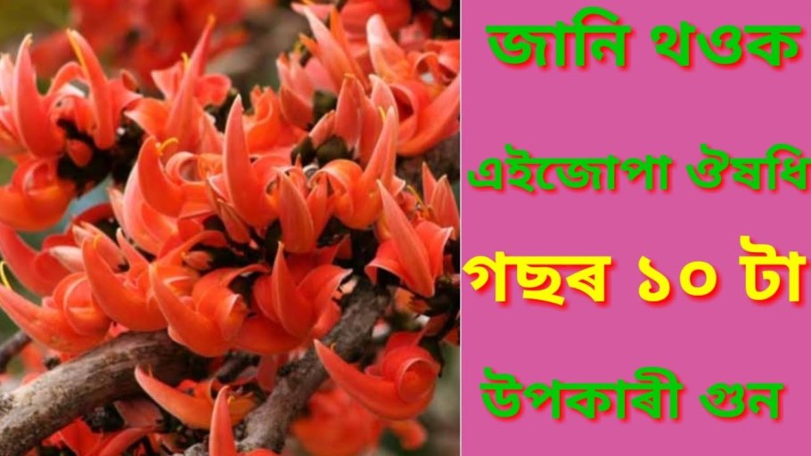 Пыльцеголовник красный