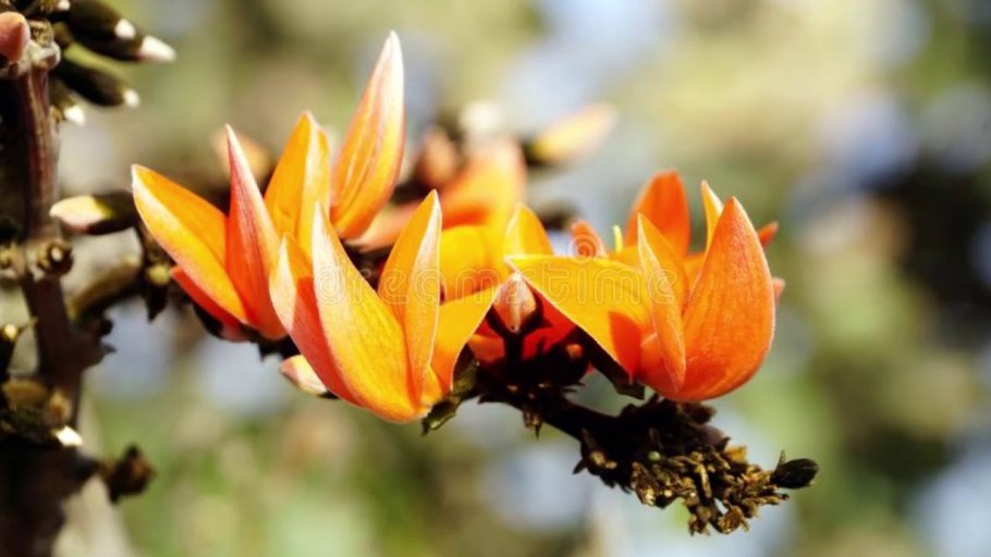 Trochetiopsis ebenus