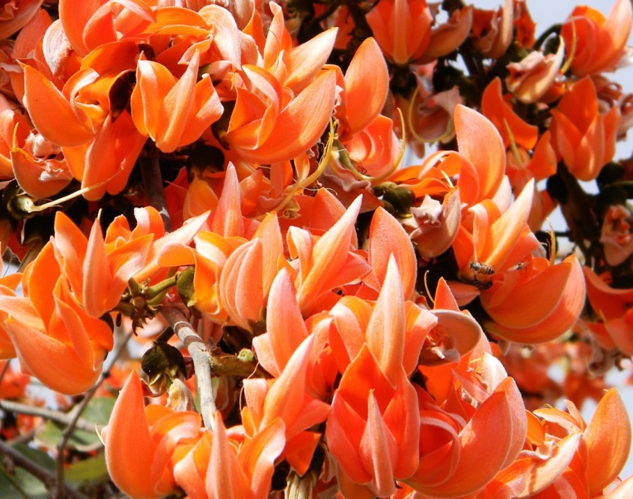 Стреблориза прекрасная