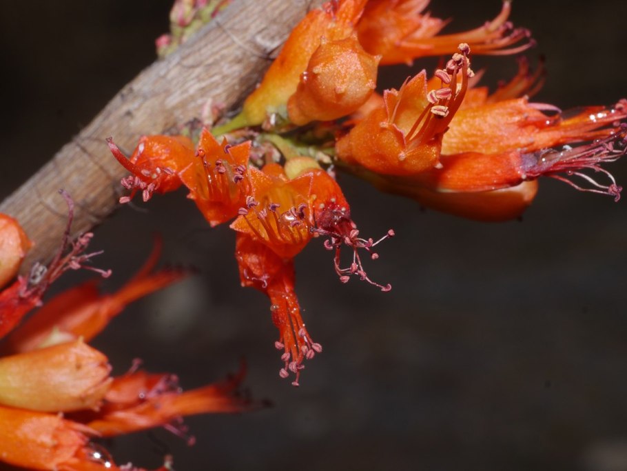 Мини экскаватор Kobelco sk025