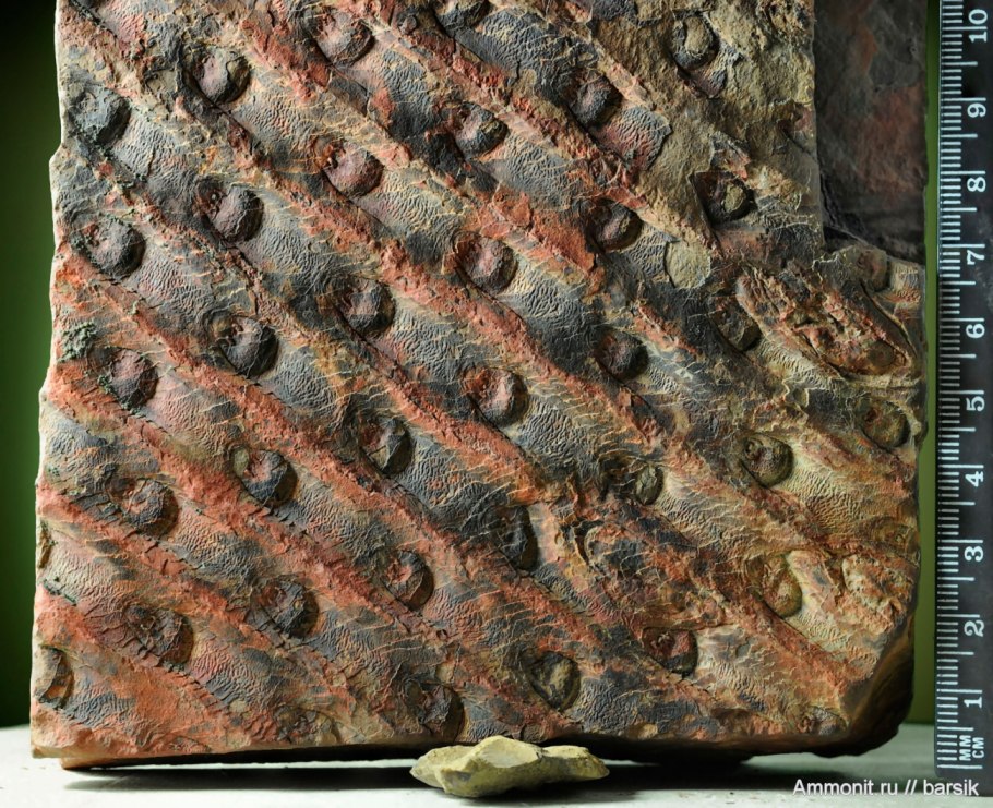 Сигиллярия каламит