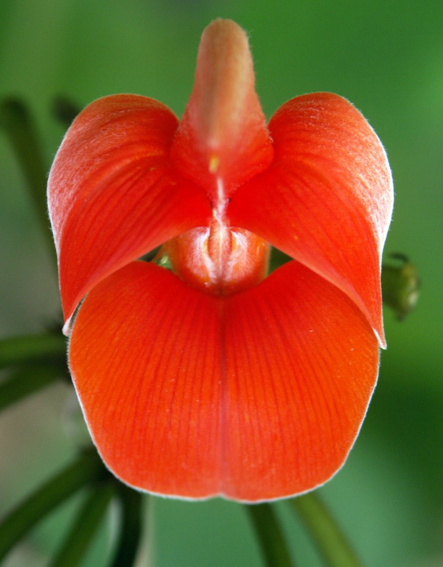 Стреблориза исчезнувшее растение