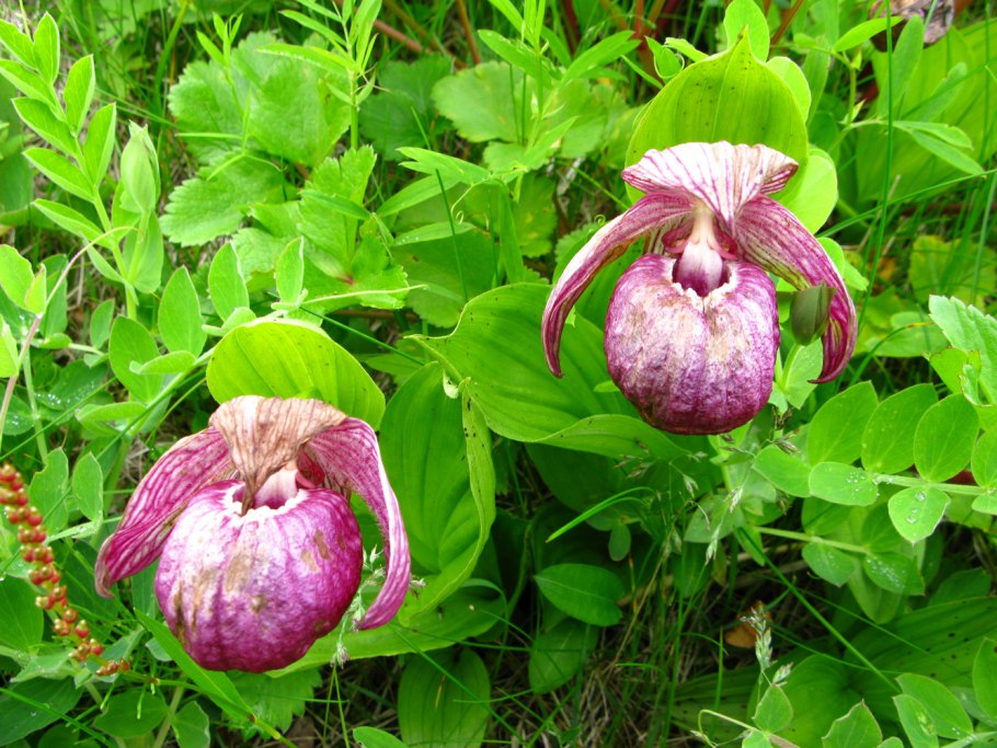 Венерин башмачок ятабе