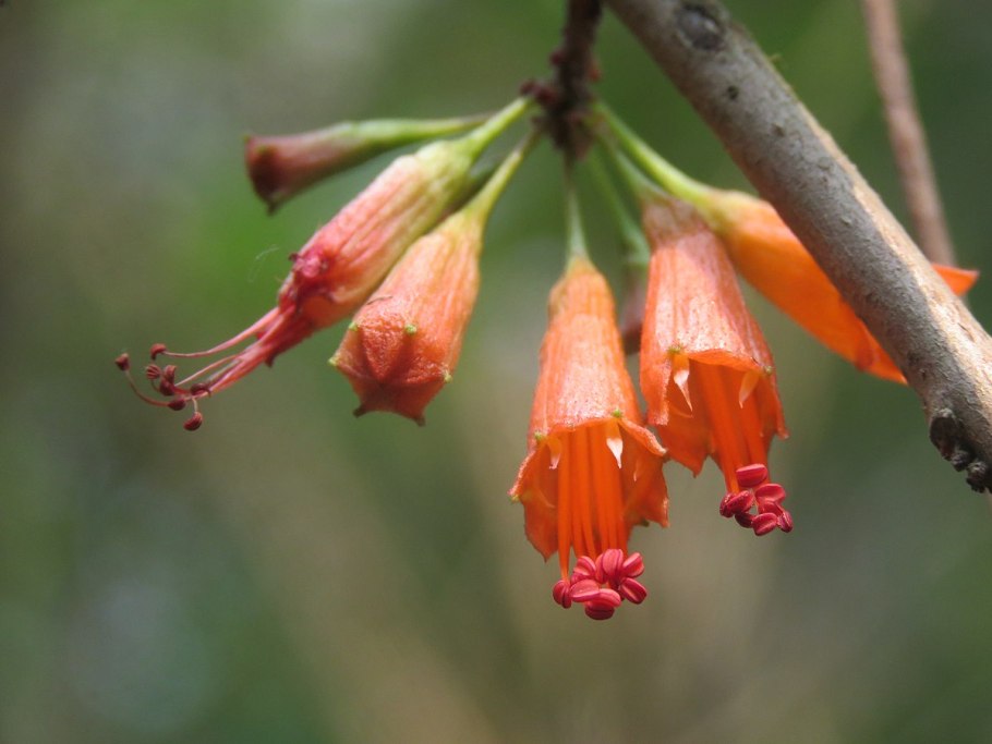 Стреблориза исчезнувшее растение