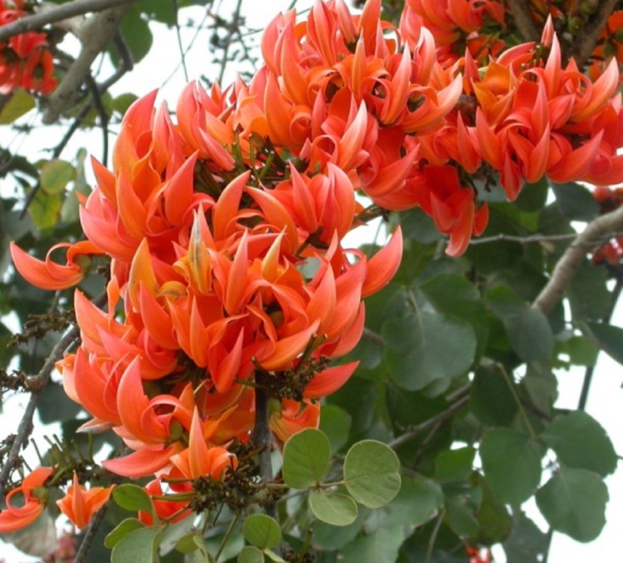 Дерево Дхак