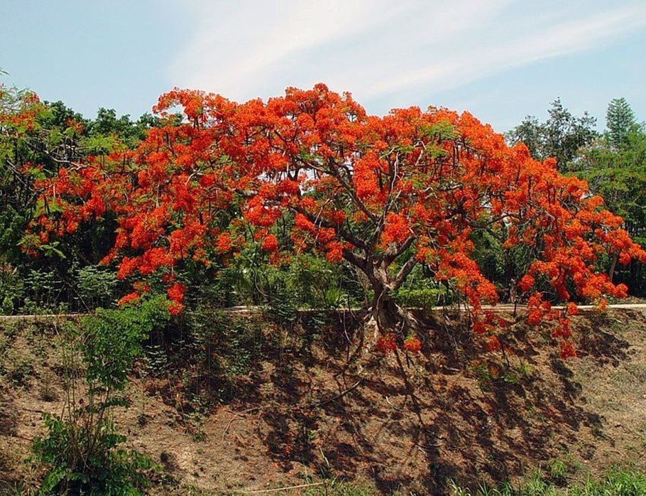 Бу́тея односемя́нная