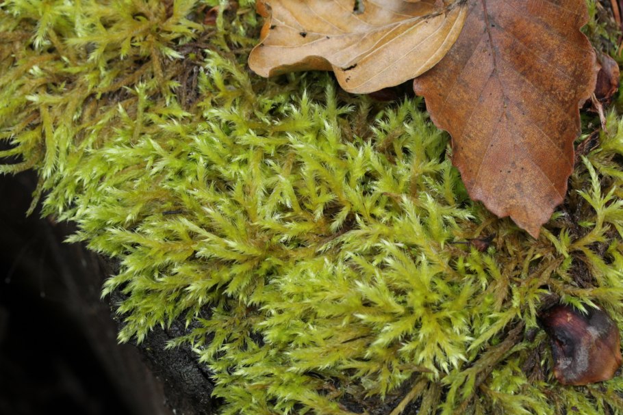 Brachythecium salebrosum