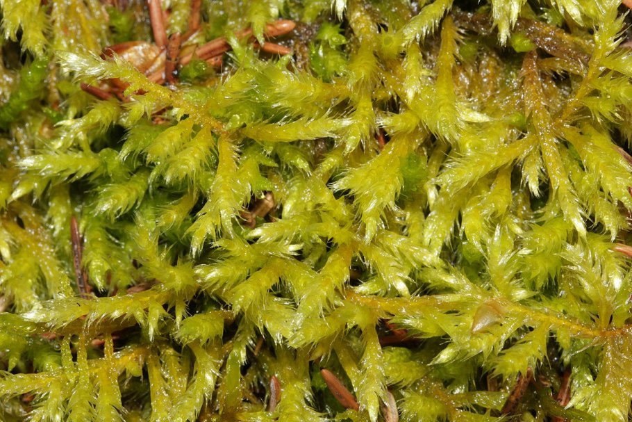 Brachythecium populeum