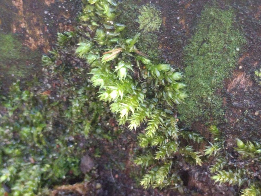 Брахитециум шероховатый