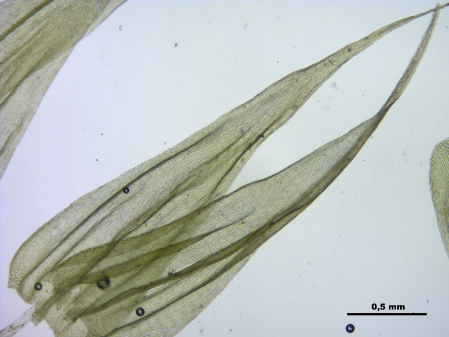 Brachythecium oedipodium