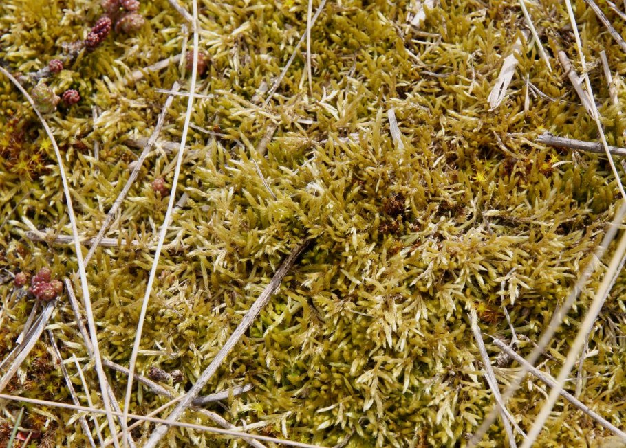 Brachythecium rutabulum