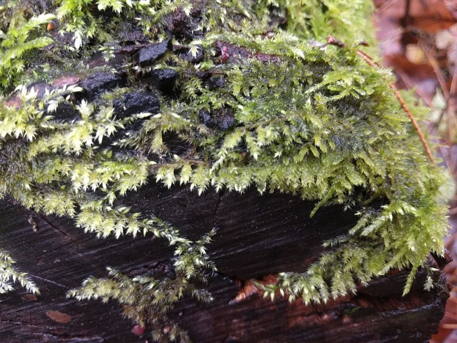 Brachythecium rutabulum